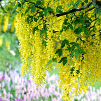 Yellow Wisteria Flower Seeds – Golden Cascading Garden Blooms