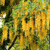 Yellow Wisteria Tree Seeds for Planting – Golden Wisteria Vine Seeds
