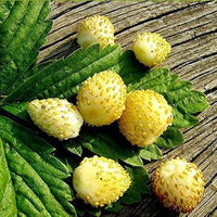 Yellow Wonder Alpine Strawberry seeds showing white flowers on green foliage