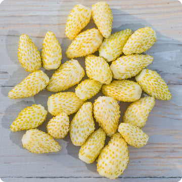 Yellow Wonder Alpine Strawberry seeds Fragaria vesca producing golden yellow fruits