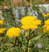 Yellow Yarrow in Garden – Sunny Floral Landscape