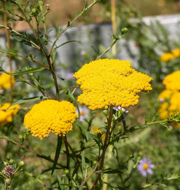Yellow Yarrow in Garden – Sunny Floral Landscape