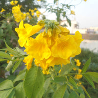 Esperanza Flower seeds for Planting - Vibrant Colors, Heirloom & GMO Free Seeds for Home Garden