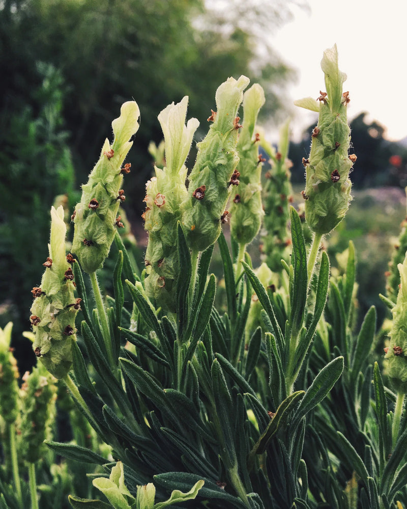 Light Yellow Lavender Flower seeds for Planting - Premium Quality, Heirloom & GMO Free Seeds for Home Garden