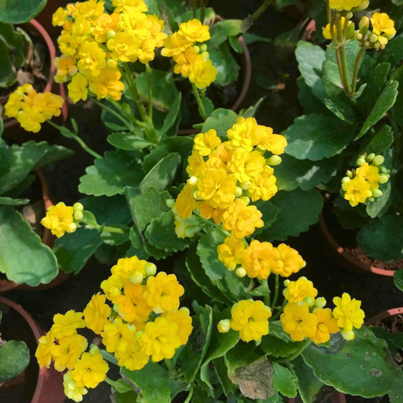 Yellow Kalanchoe Flower seeds for Planting Seasonal Bloomer Heirloom & GMO Free Seeds for Home Garden 
 
 Sale