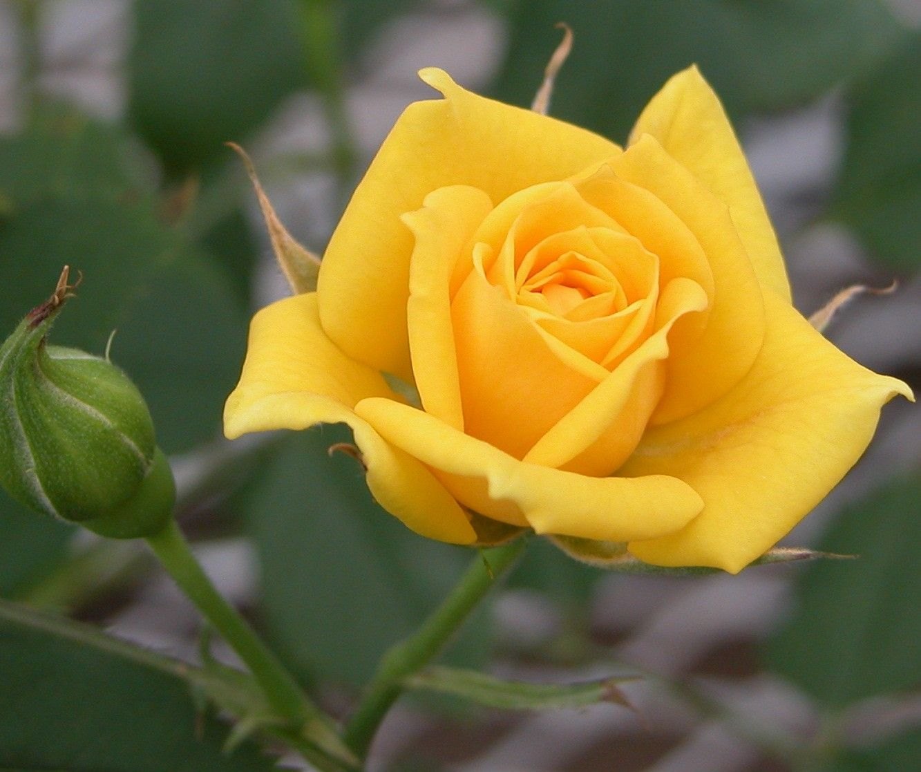 Yellow Rose Flower seeds for Planting - Cut Flower Favorite, Heirloom & GMO Free Seeds for Home Garden