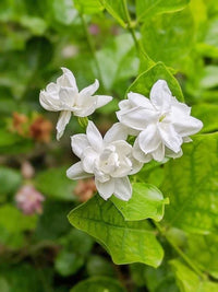 Jasmine Flower seeds for Planting - Low Maintenance, Heirloom & GMO Free Seeds for Home Garden