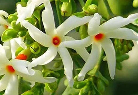 Coral Jasmine Flower Planting Seeds for Vibrant Garden Blooms