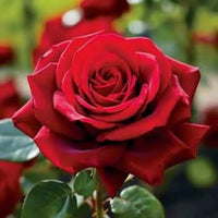 Rose Flower seeds for Planting Easy to Grow Heirloom & GMO Free Seeds for Home Garden