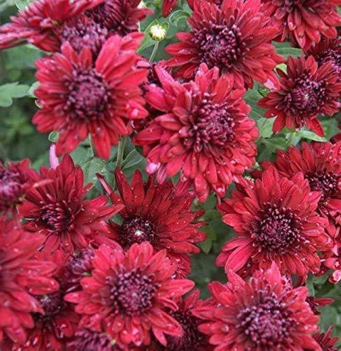 Chrysanthemum Red Flower Seeds for Planting | Perennial Blooms