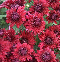 Chrysanthemum Red Flower Seeds for Planting | Perennial Blooms