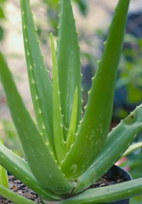 Green Aloe Vera for Planting Garden Favorite Heirloom & GMO Free Seeds for Home Garden 
 
 Sale