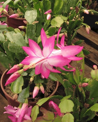 Pink Zygocactus Truncatus Flower seeds for Planting - Premium Quality, Heirloom & GMO Free Seeds for Home Garden