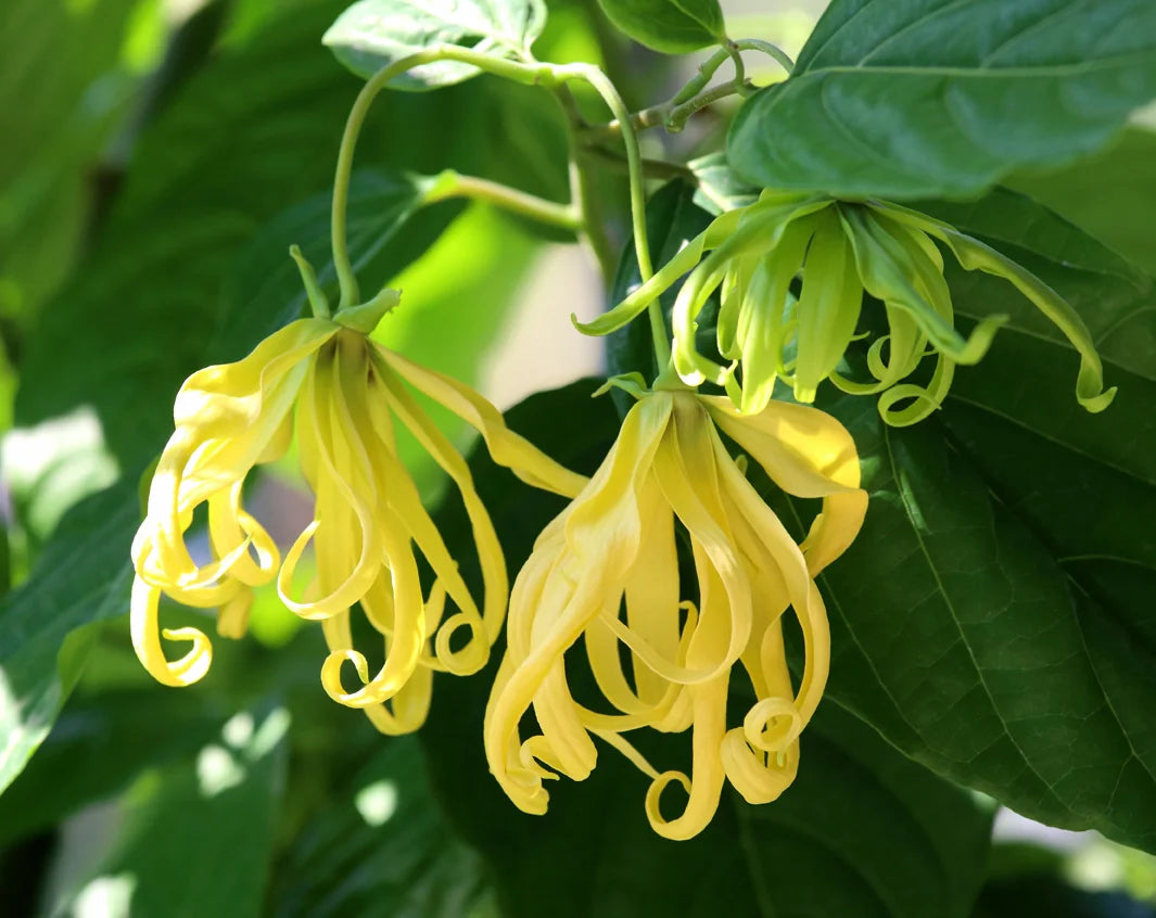 Ylang-Ylang Flower seeds for Planting - Pollinator Friendly, Heirloom & GMO Free Seeds for Home Garden