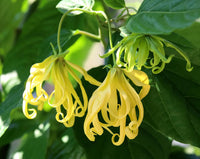 Ylang-Ylang Flower seeds for Planting - Pollinator Friendly, Heirloom & GMO Free Seeds for Home Garden