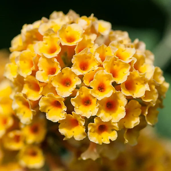 Buddleia Weyeriana Flower seeds for Planting - Premium Quality, Heirloom & GMO Free Seeds for Home Garden