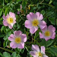 Rosa Canina Flower seeds for Planting Shade Tolerant Heirloom & GMO Free Seeds for Home Garden