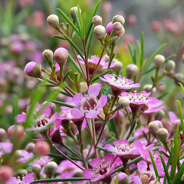 Chamelaucium Flower seeds for Planting Cut Flower Favorite Heirloom & GMO Free Seeds for Home Garden