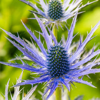 Eryngium Alpinum Flower seeds for Planting - Colorful Display, Heirloom & GMO Free Seeds for Home Garden