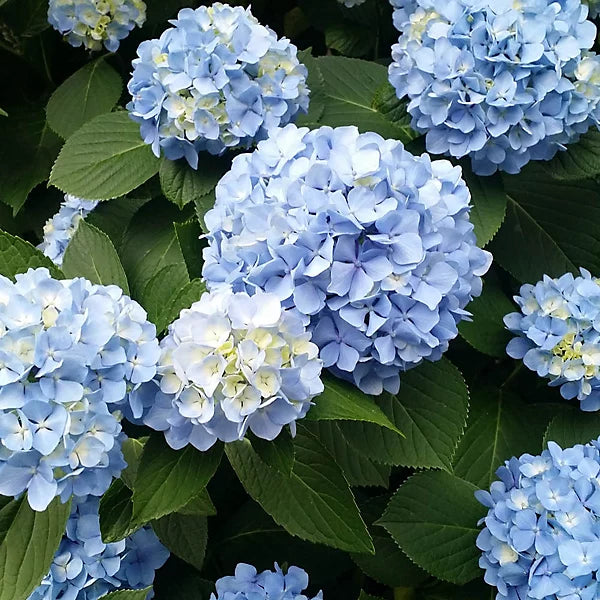 Enchantress Flower seeds for Planting - Colorful Display, Heirloom & GMO Free Seeds for Home Garden