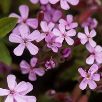 Pink Saponaria Ocymoides Flower seeds for Planting - Cottage Garden Essential, Heirloom & GMO Free Seeds for Home Garden