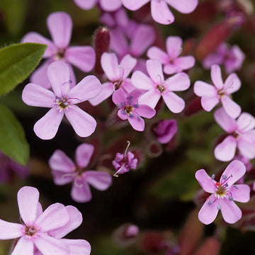 Pink Saponaria Ocymoides Flower seeds for Planting - Cottage Garden Essential, Heirloom & GMO Free Seeds for Home Garden