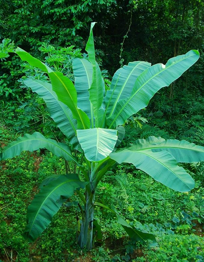 Young banana plant in tropical garden