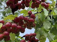 Young crab apple tree growing in full sun