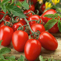 Seedlings of Dark Red Tomato growing healthy from non GMO seeds
