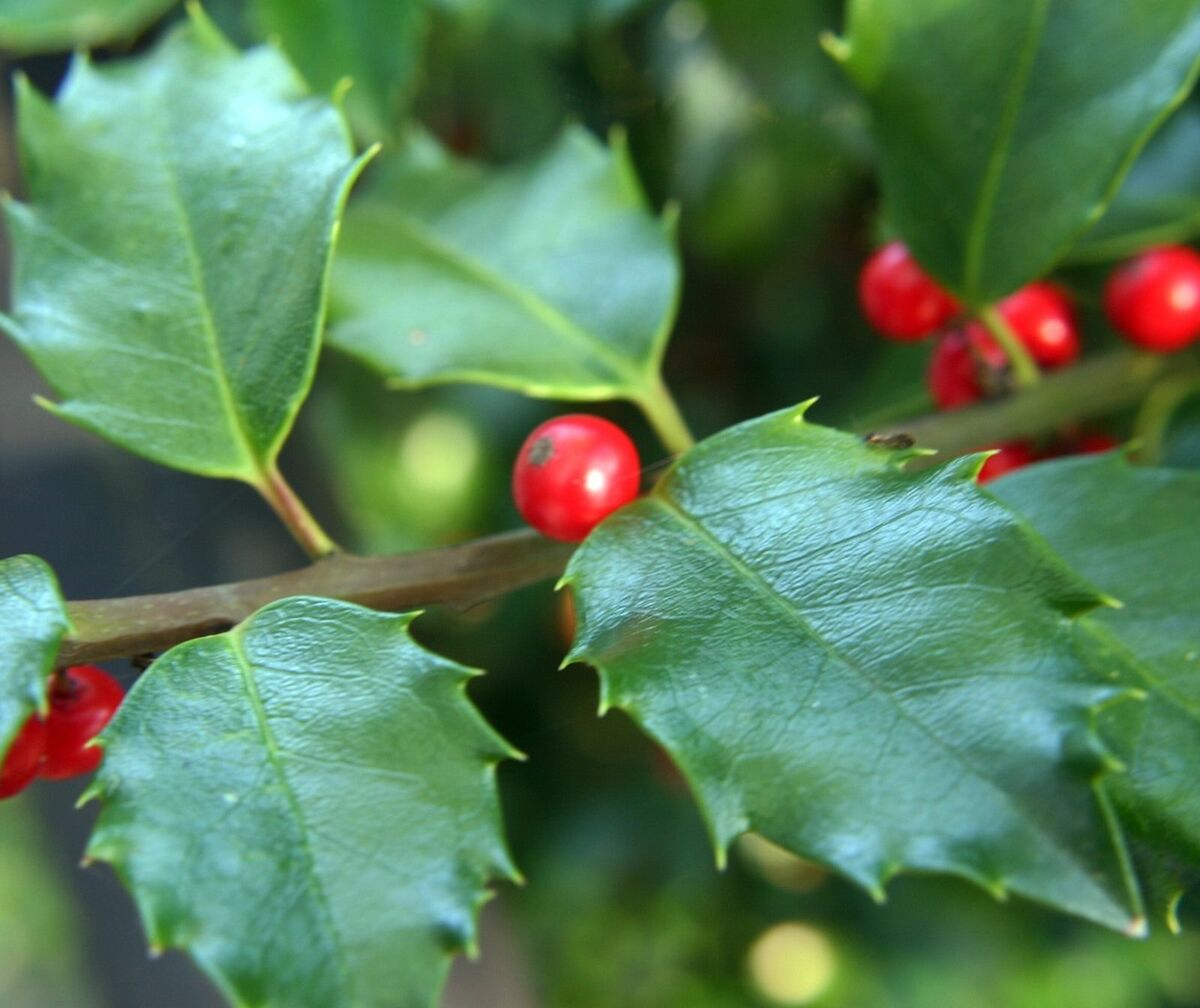 Young Opaca tree growing in home landscape