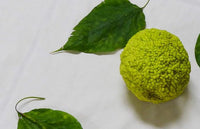 Young Osage Orange seedling growing in container