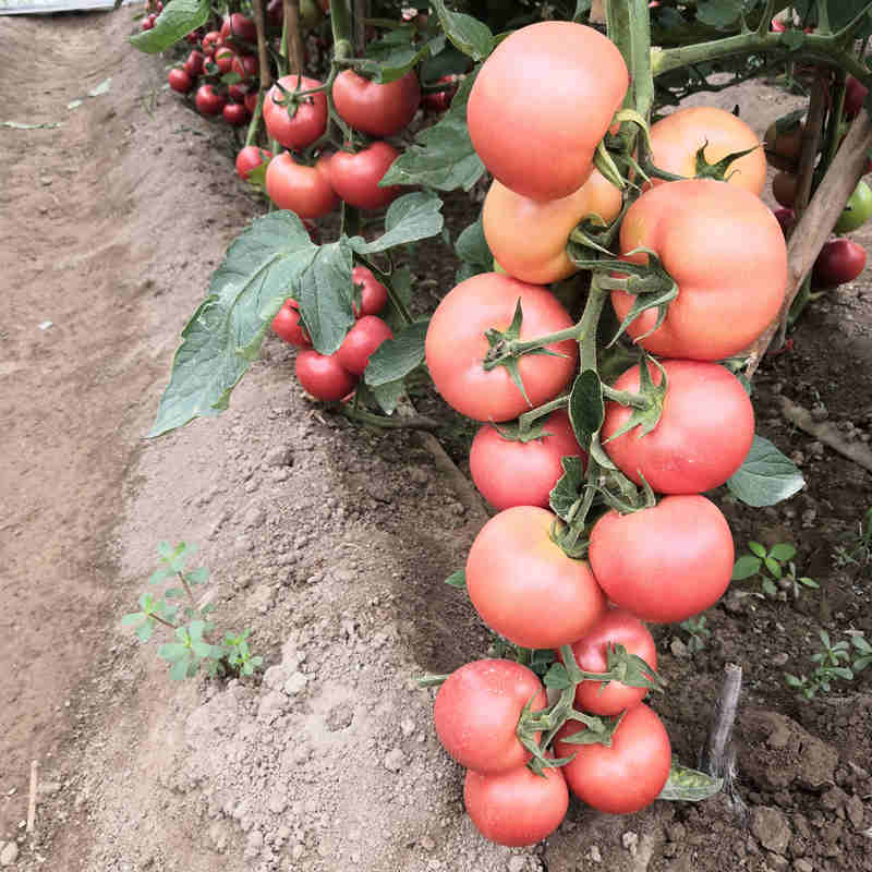 Seedlings of Pink Tomato growing healthy and strong