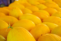 Young yellow melon plants growing in full sun
