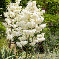 White Yucca Flower seeds for Planting - Perfect for Borders, Heirloom & GMO Free Seeds for Home Garden