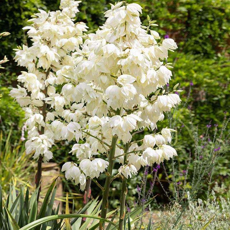 White Yucca Flower seeds for Planting - Perfect for Borders, Heirloom & GMO Free Seeds for Home Garden