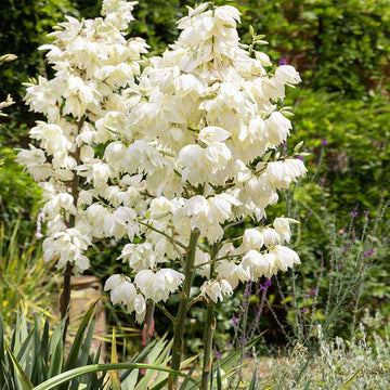 White Yucca Tree Planting Seed Perfect for Gardens