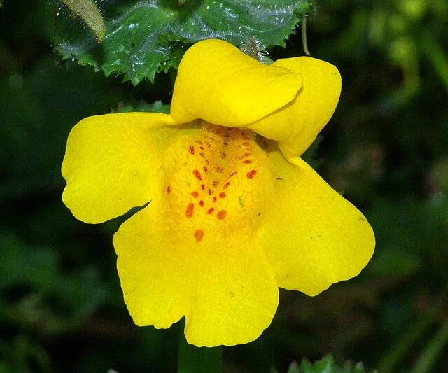 Yellow Mimulus Guttatus Flower seeds for Planting - Low Maintenance, Heirloom & GMO Free Seeds for Home Garden