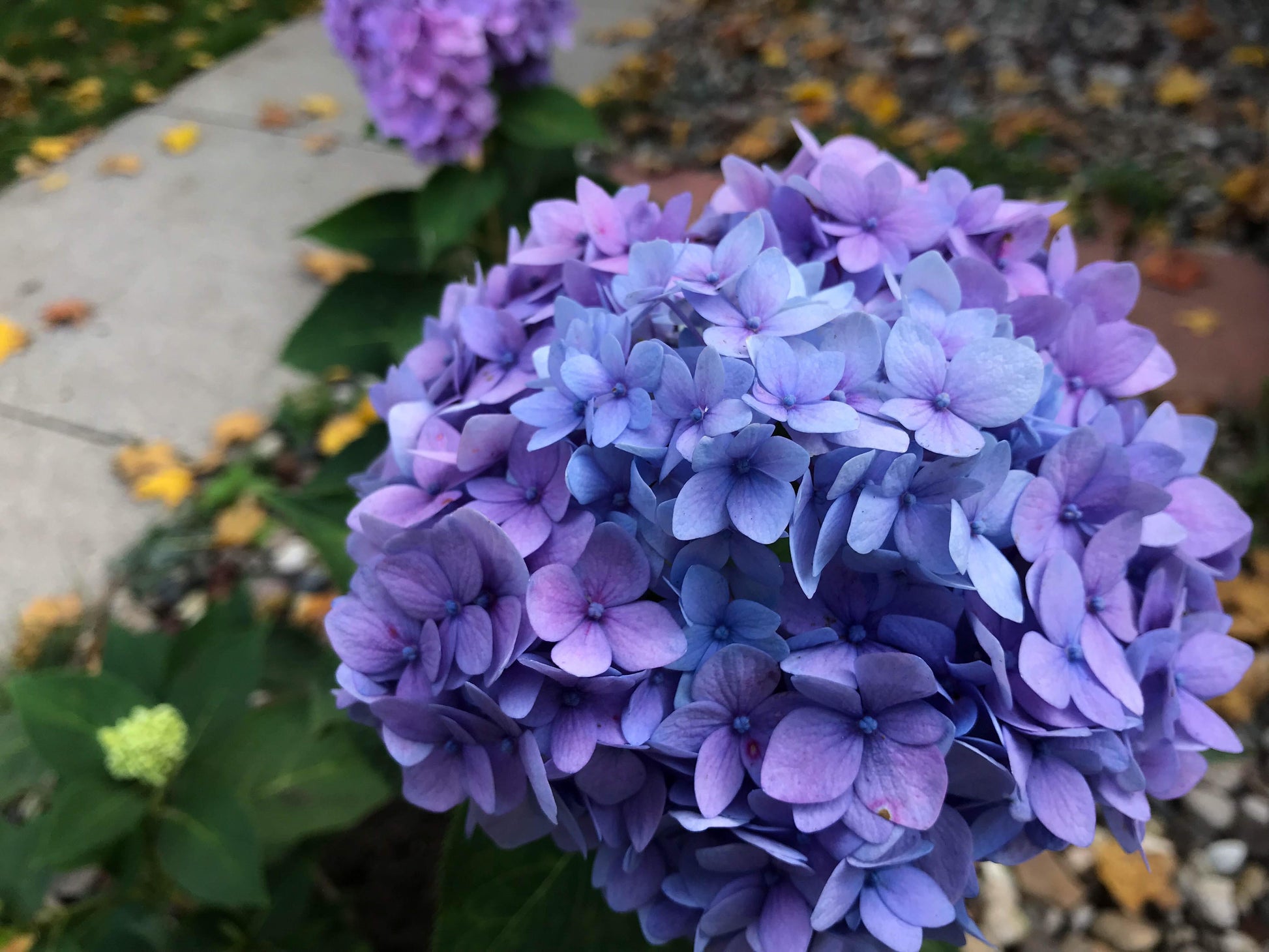 Blue Purple Hydrangea Flower seeds for Planting - Easy to Grow, Heirloom & GMO Free Seeds for Home Garden