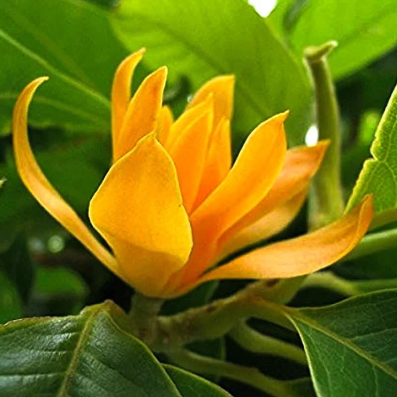 Champa Flower seeds for Planting Drought Tolerant Heirloom & GMO Free Seeds for Home Garden
