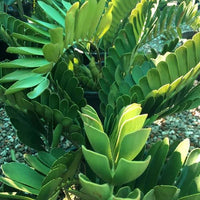 Green Zamia Furfuracea Flower seeds for Planting - Drought Tolerant, Heirloom & GMO Free Seeds for Home Garden