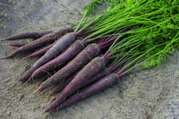 Carrot plants from Zanahoria Morada seeds in garden