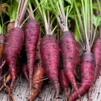 Zanahoria Morada carrot seeds for planting purple carrot variety