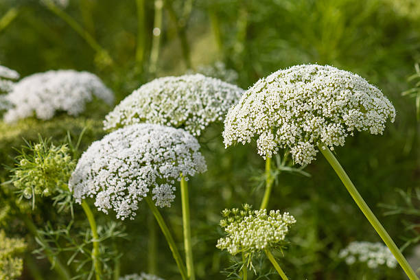 Zanahoria Silvestre Growing in Sunny Garden