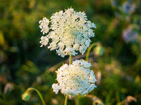 Zanahoria Silvestre Flower seeds for Planting - Pollinator Friendly, Heirloom & GMO Free Seeds for Home Garden