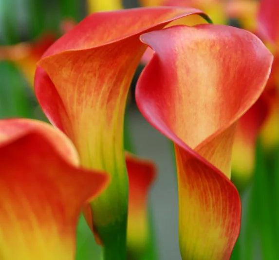 Calla Flower Seeds Red Yellow Flower seeds for Planting - Easy to Grow, Heirloom & GMO Free Seeds for Home Garden