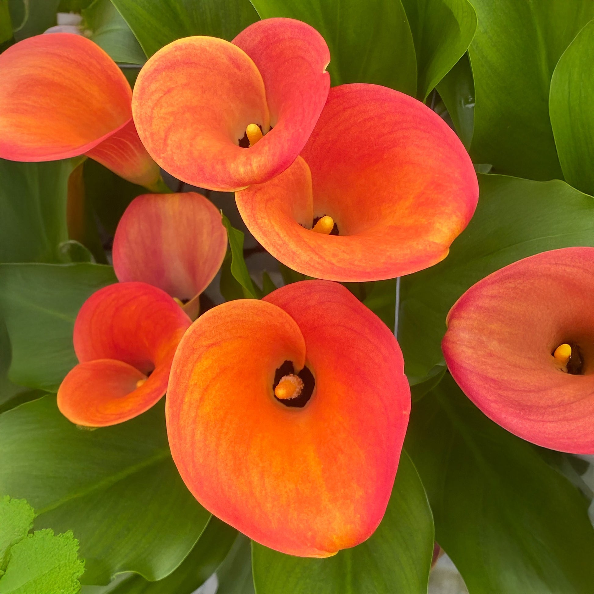 Orange Calla Flower seeds for Planting - Perfect for Borders, Heirloom & GMO Free Seeds for Home Garden