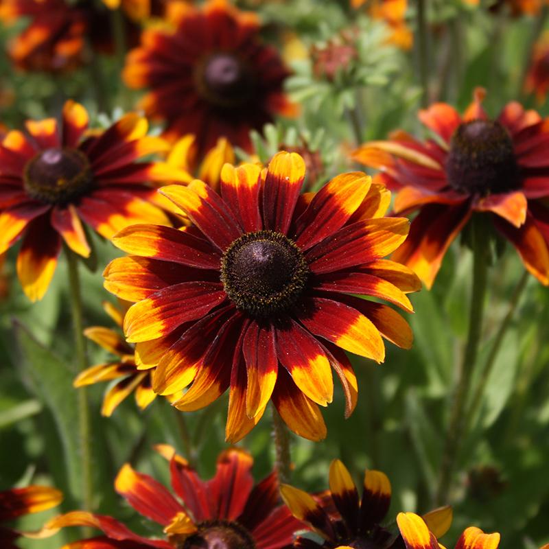 Chocolate Orange Rudbeckia Flower Seeds for Planting  Vibrant Blooms for Your Garden