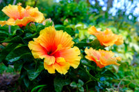 Yellow Orange Hibiscus Flower Seeds – Easy to Grow Heirloom & NonGMO Seeds for Home Garden
 
 Sale