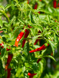 Cayenne Pepper Seeds: Planting Guide for Successful Growth