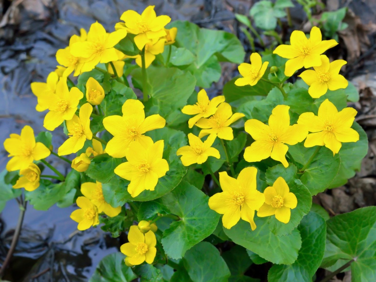 Marsh Marigold Flower seeds for Planting Drought Tolerant Heirloom & GMO Free Seeds for Home Garden 
 
 Sale